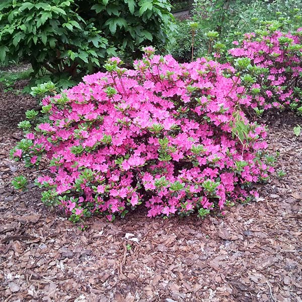 Polski eBazarek - Azalia japońska (Rhododendron molle) - 1