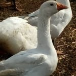 Polski eBazarek - Tuszka gęsi - 1