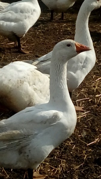 Polski eBazarek - Tuszka gęsi - 1