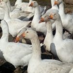 Polski eBazarek - Tuszka gęsi - 2