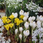 Polski eBazarek - Krokus Wielkokwiatowy JEANNE d`ARC – cebulki - 4