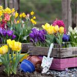 Polski eBazarek - Krokus Wielkokwiatowy PICKWICK -cebulki - 3