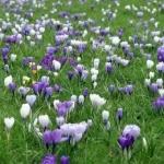Polski eBazarek - Krokus Wielkokwiatowy PICKWICK -cebulki - 4