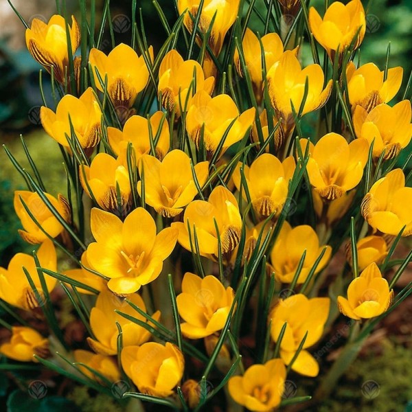 Polski eBazarek - Krokus Wielkokwiatowy GOLDEN YELLOW – cebulki - 1