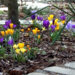Polski eBazarek - Krokus Wielkokwiatowy FLOWER RECORD – cebulki - 1