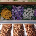 Polski eBazarek - Krokus Wielkokwiatowy FLOWER RECORD – cebulki - 2