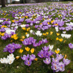 Polski eBazarek - Krokus Wielkokwiatowy FLOWER RECORD – cebulki - 4