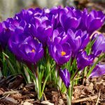 Polski eBazarek - Krokus Wielkokwiatowy FLOWER RECORD – cebulki - 5