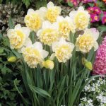 Polski eBazarek - Narcyz pełny ICE KING -cebule - 2