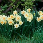 Polski eBazarek - Narcyz pełny ICE KING -cebule - 4