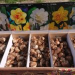 Polski eBazarek - Narcyz pełny ICE KING -cebule - 5