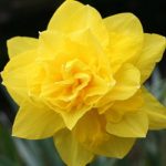 Polski eBazarek - Narcyz pełny DICK WILDEN – cebule - 1