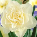 Polski eBazarek - Narcyz pełny OBDAM – cebule - 1