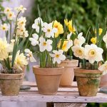 Polski eBazarek - Narcyz pełny OBDAM – cebule - 3