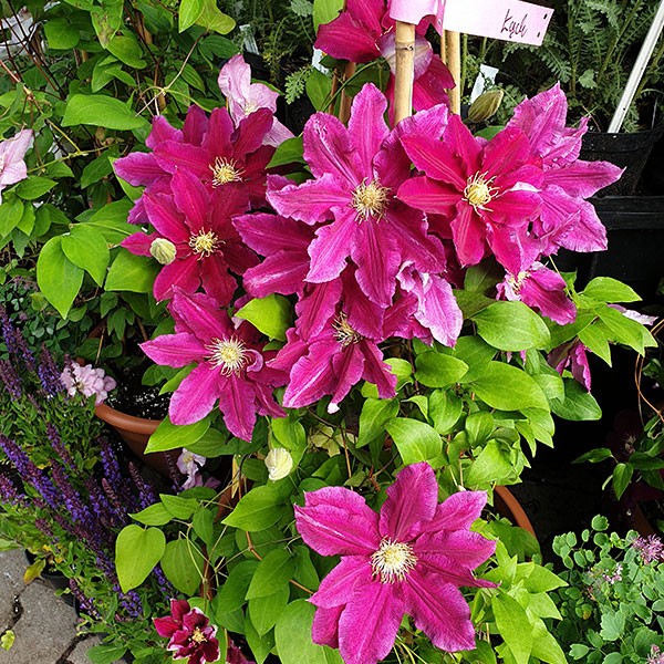 Polski eBazarek - Powojnik – Clematis - 1