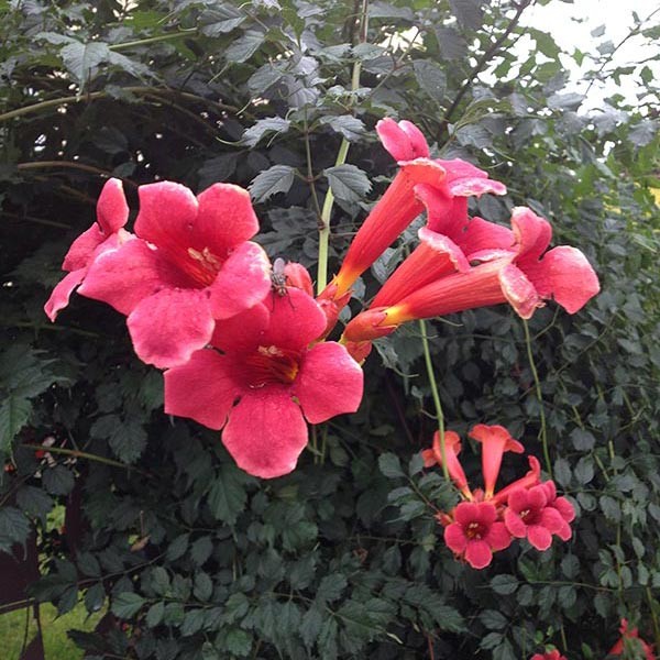 Polski eBazarek - Milin amerykański – Campsis radicans - 1