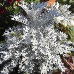 Polski eBazarek - Starzec popielny – Senecio cineraria - 1