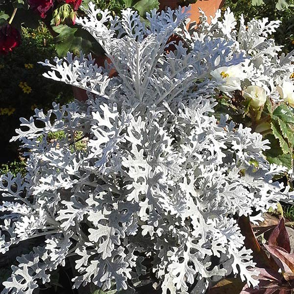 Polski eBazarek - Starzec popielny – Senecio cineraria - 1