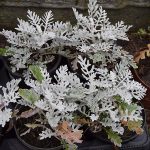 Polski eBazarek - Starzec popielny – Senecio cineraria - 2