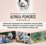 Polski eBazarek - Alpaka Pomorze – Hodowla - 2