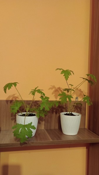 Polski eBazarek - Sprzedam Kwiaty Doniczkowe Geranium (Anginka) - 1