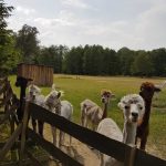 Polski eBazarek - ALPAKOTERAPIA - 5