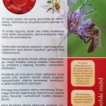 Polski eBazarek - Miód faceliowy - 2