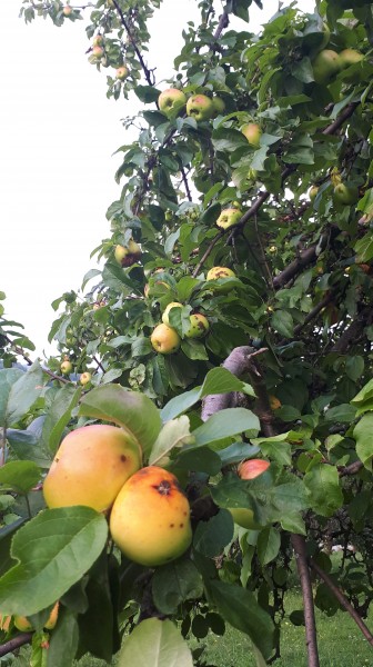 Polski eBazarek - Jabłka „Ananas” / „Ananasówka” - 1