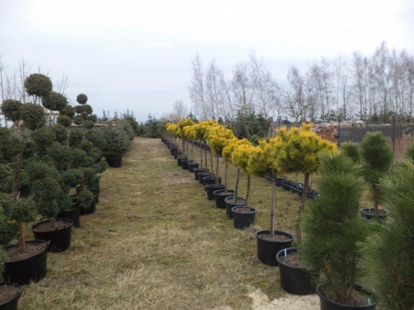 Polski eBazarek - Rośliny iglaste i liściaste - 1