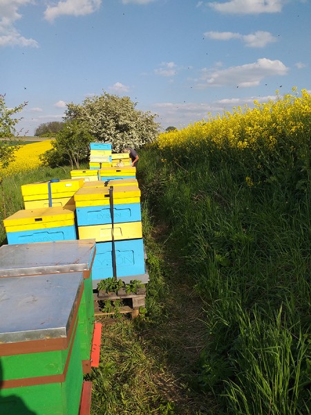 Polski eBazarek - odkłady pszczele 5 ramkowe dadant i wielkopolskie - 1