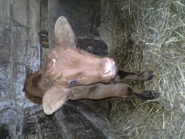 Polski eBazarek - Byczek Limuozine - 1