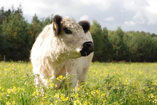 Polski eBazarek - bydło galloway hodowlane z gospodarstwa ekologicznego - 1