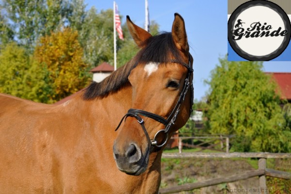 Polski eBazarek - Szkółka jeździecka – pony/kuce - 1