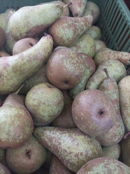 Polski eBazarek - OWOCE JABŁEK I GRUSZEK - 1