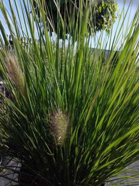 Polski eBazarek - Trawy ozdobne miskanty chińskie, Rozplennice japońskie - 1