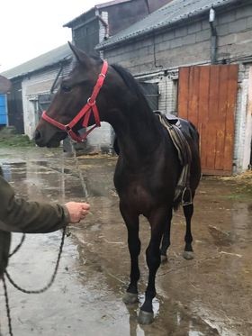 Polski eBazarek - KOŃ RASY WIELKOPOLSKIEJ - 1