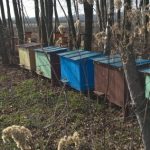 Polski eBazarek - MIÓD Z WŁASNEJ PASIEKI, PROPOLIS - 3