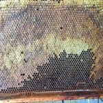 Polski eBazarek - MIÓD Z WŁASNEJ PASIEKI, PROPOLIS - 4