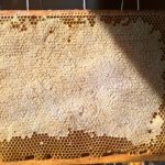 Polski eBazarek - MIÓD Z WŁASNEJ PASIEKI, PROPOLIS - 5