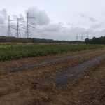 Polski eBazarek - Sadzonki malin, Polana Jesienna - 2