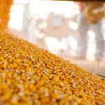 Polski eBazarek - Seler naciowy - 1