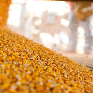 Polski eBazarek - Seler naciowy - 1