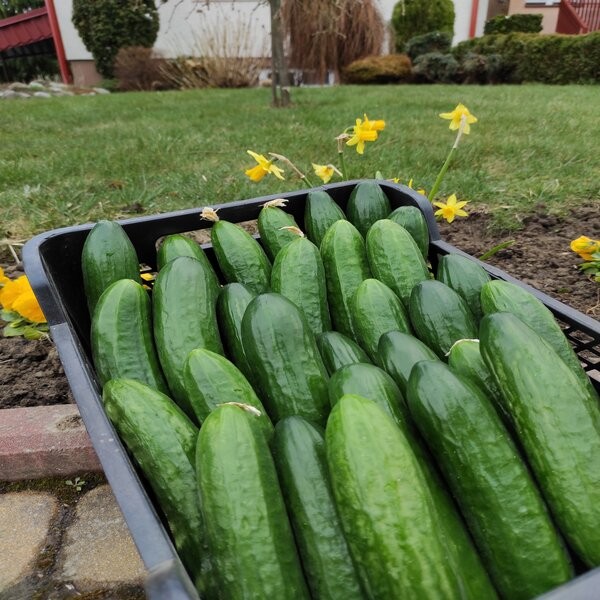 Polski eBazarek - Ogórek szklarniowy - 1