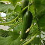 Polski eBazarek - Ogórek szklarniowy - 2