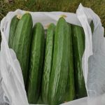 Polski eBazarek - Ogórek szklarniowy - 3