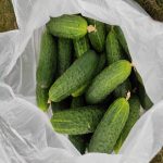 Polski eBazarek - Ogórek gruntowy - 1