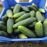 Polski eBazarek - Ogórek gruntowy - 2