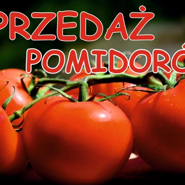 Polski eBazarek - Pomidory gruntowe - 1