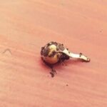 Polski eBazarek - Peluszka milwa - 1