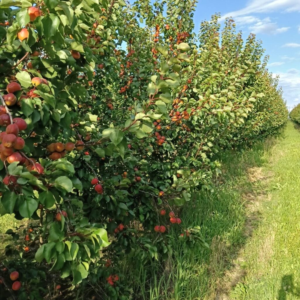 Polski eBazarek - Produkcja rolna jabłek wiśni moreli - 1